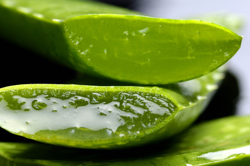 coupe de la feuiille d'aloe vera