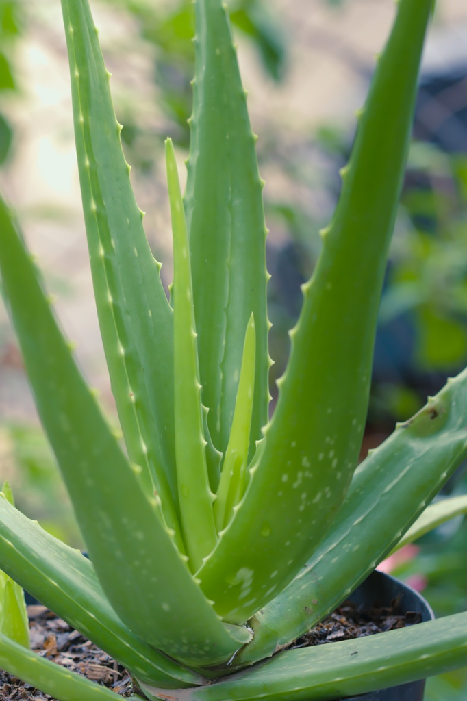 L'aloe vera est une plante aux multiples bienfaits